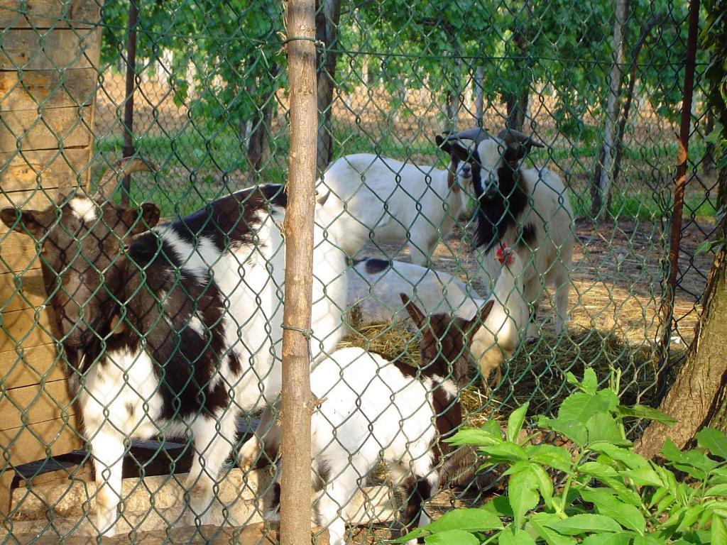 Sant'Andrea Agriturismo Con Cantina Martignago Vignaioli Asolo Prosecco Docg Wines Βίλα Maser Εξωτερικό φωτογραφία