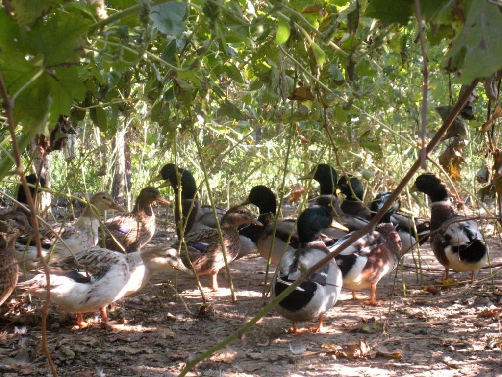 Sant'Andrea Agriturismo Con Cantina Martignago Vignaioli Asolo Prosecco Docg Wines Βίλα Maser Εξωτερικό φωτογραφία