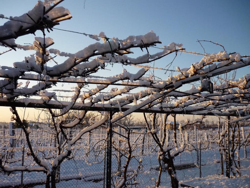 Sant'Andrea Agriturismo Con Cantina Martignago Vignaioli Asolo Prosecco Docg Wines Maser Εξωτερικό φωτογραφία