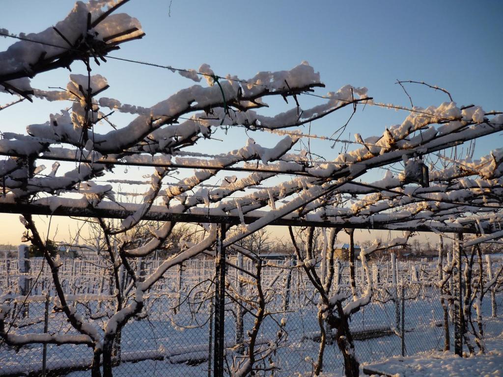 Sant'Andrea Agriturismo Con Cantina Martignago Vignaioli Asolo Prosecco Docg Wines Βίλα Maser Εξωτερικό φωτογραφία