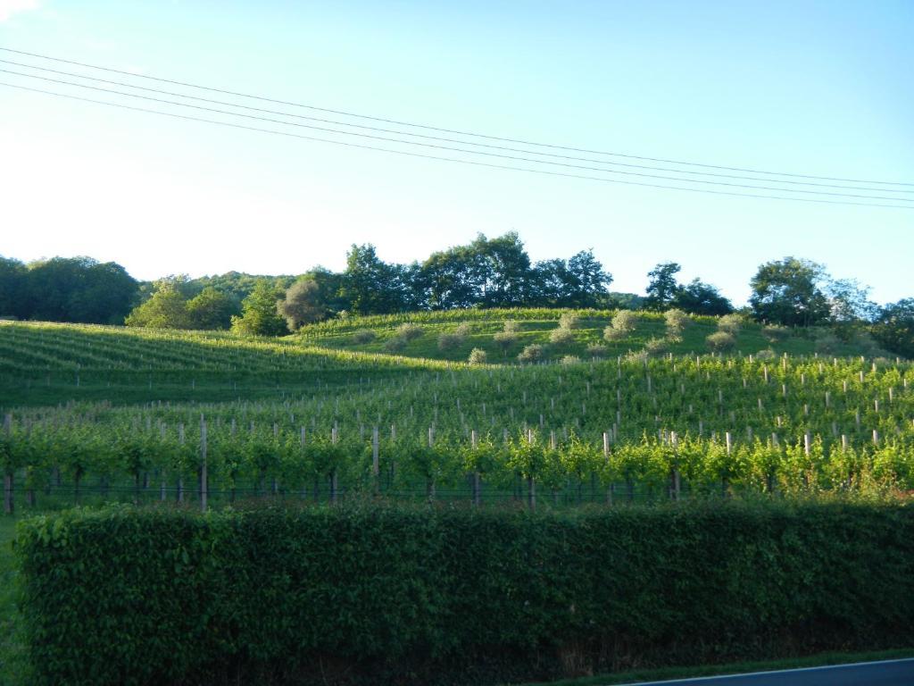 Sant'Andrea Agriturismo Con Cantina Martignago Vignaioli Asolo Prosecco Docg Wines Βίλα Maser Εξωτερικό φωτογραφία